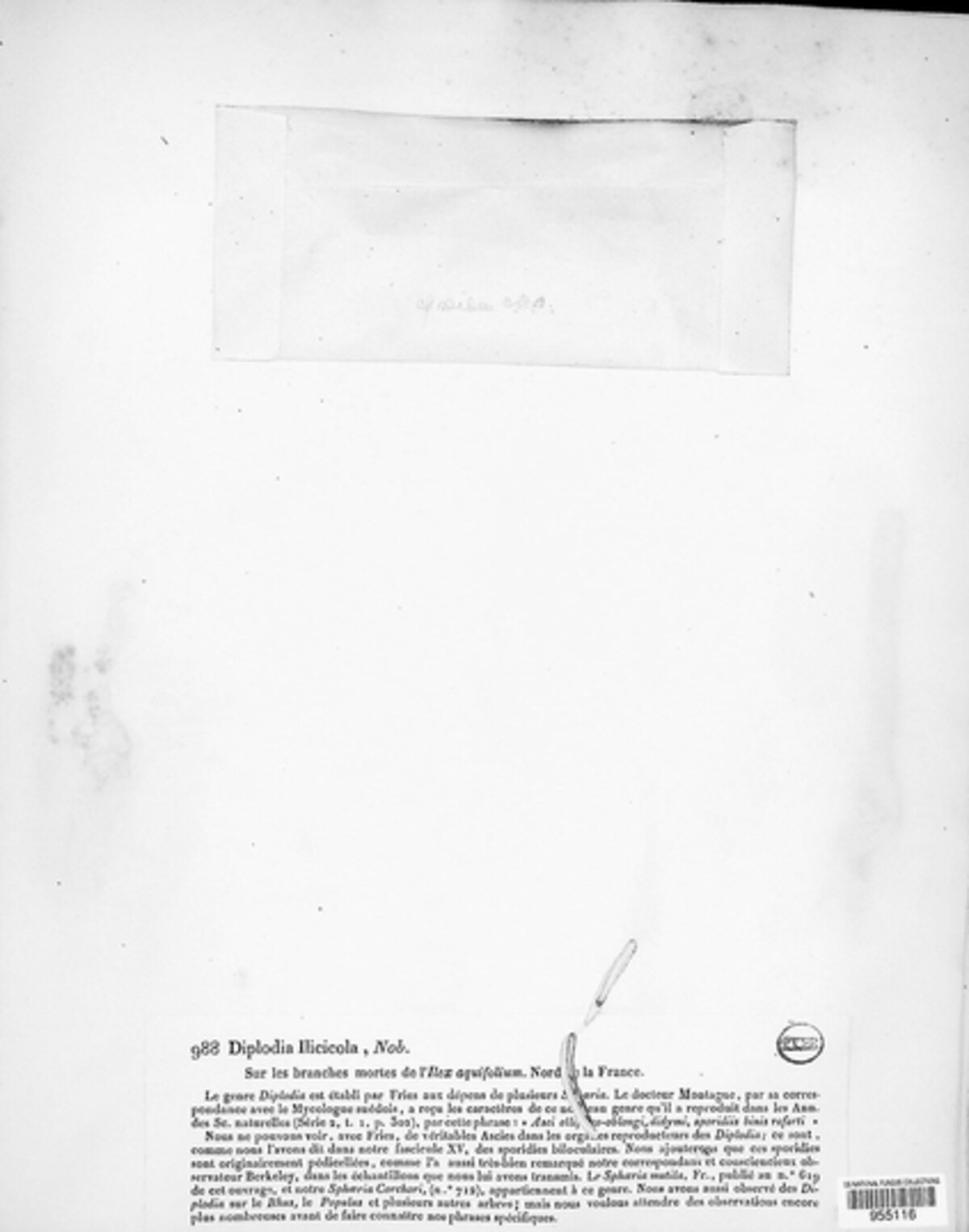 Diplodia ilicicola image